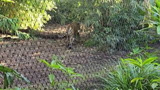 The Sumatran tiger Australia [upl. by Entwistle733]