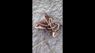 Giant Cecropia Moths Mating [upl. by Iteerp]