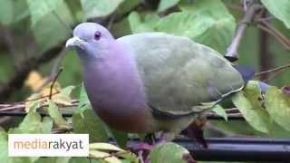 PinkNecked Green Pigeon At Bukit Gasing [upl. by Dorise]