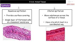 A Level Biology  2166  Animal Tissues [upl. by Sherrill]