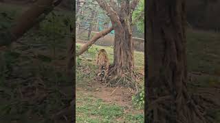 Nandankanan Zoological Park part 7 tiger VLOG [upl. by Bracci]