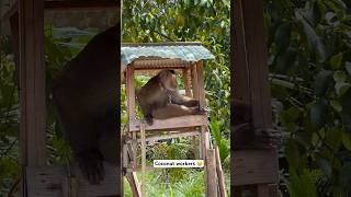 Koh Phangan Thailand thailandtravel [upl. by Imugem29]