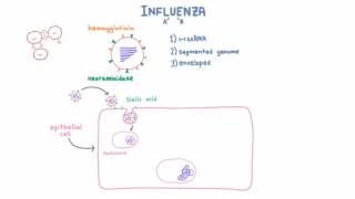 Influenza A and B Infection and Replication [upl. by Utta]