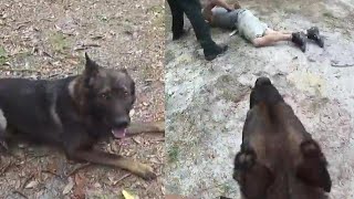 K9 Praised for Catching Suspect After Separating From Deputy [upl. by Roti]