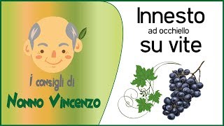 Innesto ad occhiello su vite Esempio pratico di come [upl. by Yanehc]