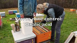 Varroa Mite Control  Oxalic Acid [upl. by Gabby]