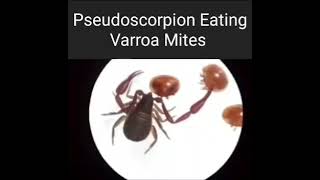 Chelifers Pseudoscorpion VS Varroa Mites [upl. by Brigida]