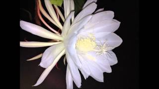 Night Blooming Cereus Epiphyllum oxypetalum Orchid Cactus Full Bloom Around Midnight [upl. by Nilsoj466]