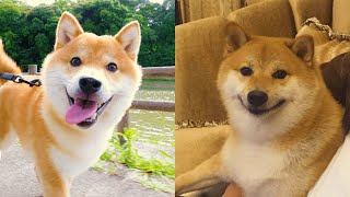 Shiba Inu — Funny And Cute Videos And Tik Toks Compilation [upl. by Odelinda]