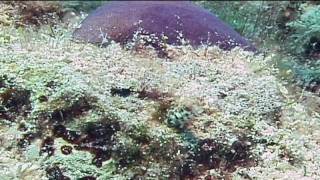 Caribbean Fish  Roughhead Blenny Identification [upl. by Ahsieyk]