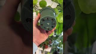 How to take care of a Pilea Peperomioides plant planttips plants [upl. by Esekram]