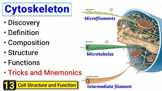 Cytoskeleton  microtubules microfilaments and intermediate filaments  With Tricks [upl. by Radnaxela]