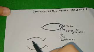 Structures at the medial angle of eyelacus lacrimalis caruncle lacrimalisplica semilunaris [upl. by Ihskaneem]