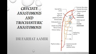 Cruciate and Trochanteric Anastomosis [upl. by Anitap]