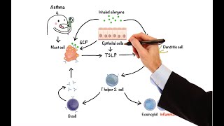 Pharmacology  DRUGS FOR ASTHMA AND COPD MADE EASY [upl. by Elaynad]