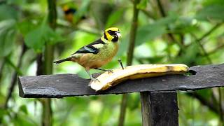 Flame faced Tanager [upl. by Buddy575]