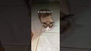 Gato com tosse [upl. by Yenahs]