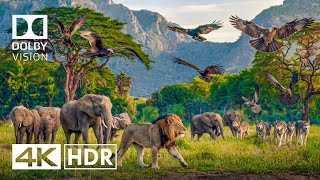 Wild Animals in 4K Video  4K HDR Dolby Vision [upl. by Ennoira]