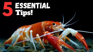 5 ESSENTIAL Tips For Keeping Pet Crayfish [upl. by Kelson]