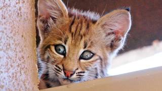 Bobcat Mom amp Kittens Living on Roof [upl. by Ahsiral]