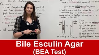 Bile Esculin Agar BEA Test [upl. by Joyce]