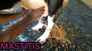 Mastitis treatmentMastitis in dairyThanela rog ka upchar [upl. by Tjaden33]