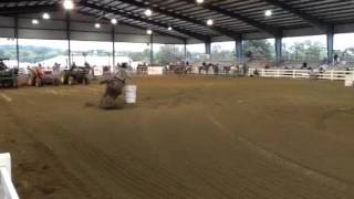 Stud and stallion Carrizzo at the Georgia State show 2015 ridden by Colby Moore carrizzo [upl. by Aiepoissac]