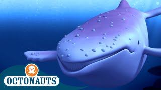 Octonauts  The Albino Humpback Whale  Full Episode 11  Cartoons for Kids [upl. by Maxantia]