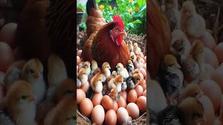 A Hen Try Hatching 20 Eggs in Soil Nest Chickens Hatching From Eggs shortvideo [upl. by Gargan]