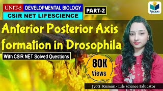 ANTERIORPOSTERIOR AXIS FORMATION IN DROSOPHILA PART2  CSIR NET DEVELOPMENTAL BIOLOGY [upl. by Notffilc363]