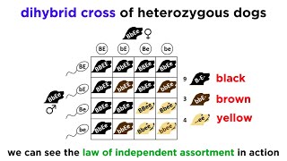 Beyond Mendelian Genetics Complex Patterns of Inheritance [upl. by Aryl]