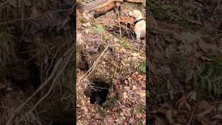 My DOG found a BEAR DEN explore [upl. by Otreblaug]