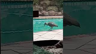 Hadida drinking water out of swimming pool shorts birds nature [upl. by Ahsla]