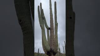 Saguaro cactus Saguaro National Park [upl. by Tirma902]