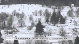 ANIMAUX  La Vosgienne la vache tachetée du massif vosgien [upl. by Einnel898]