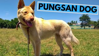 Pungsan Dog Breed  Facts and Information [upl. by Mencher1]