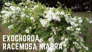 Exochorda Racemosa Niagra [upl. by Bodi]