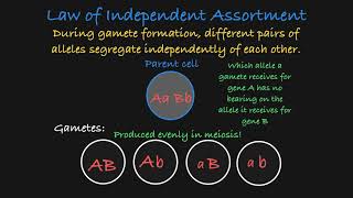 Mendel’s Law of Independent Assortment Explained [upl. by Desiri]