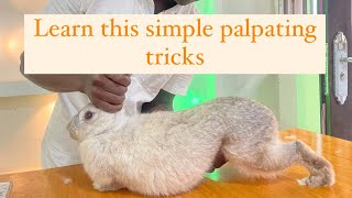 Learn how to easily palpate your rabbits with this simple tricks rabbitry farming [upl. by Furie]