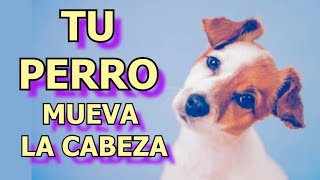 ➡️ SONIDO PARA QUE TU PERRO MUEVA LA CABEZA 🐶 🐕 [upl. by Tserof]