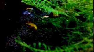 Apistogramma Trifasciata  Breeding [upl. by Tsirhc]