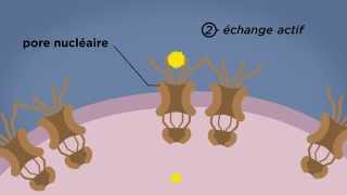 MOOC côté cours  Les pores nucléaires [upl. by Fabri]