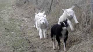 Baby Lambs running jumping playing Texel sheep [upl. by Enyaj]