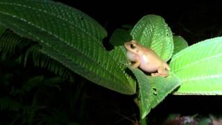 Eleutherodactylus coqui Call [upl. by Marianne261]