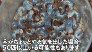 カブトムシのブリーディングに挑戦【幼虫飼育編】 [upl. by Neitsirk]