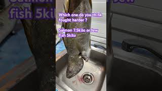 Which one fought best  aussie jewfish fishing beach australia salmon [upl. by Aisila]