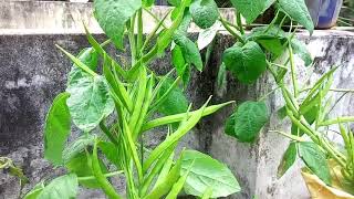 அதிக பராமரிப்பு இல்லாமல் வளரும் கொத்தவரை செடி easy to grow cluster beans plant [upl. by Aicac]