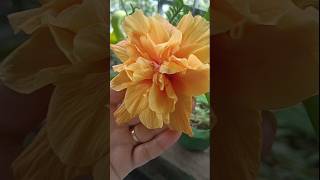 Yellow China RoseEnhance the Beauty of your Garden youtubeshorts flowers trending nature [upl. by Ellek]