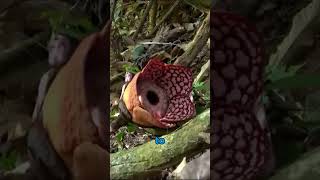 Rafflesia The Biggest Flower on Earth [upl. by Carolyn]