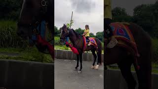 Dhruvi Horse 🐎 Riding  horse horses ghoda horseriding horselover ytvideo shortsfeed dhruhi [upl. by Marela]